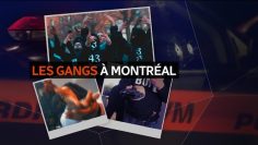 Violence armée : portrait des gangs de rue