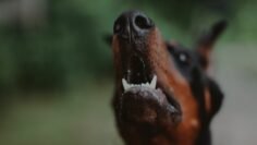 BIG STEP | DIR. BY FATTY SOPRANO