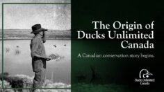 The early days of Ducks Unlimited Canada